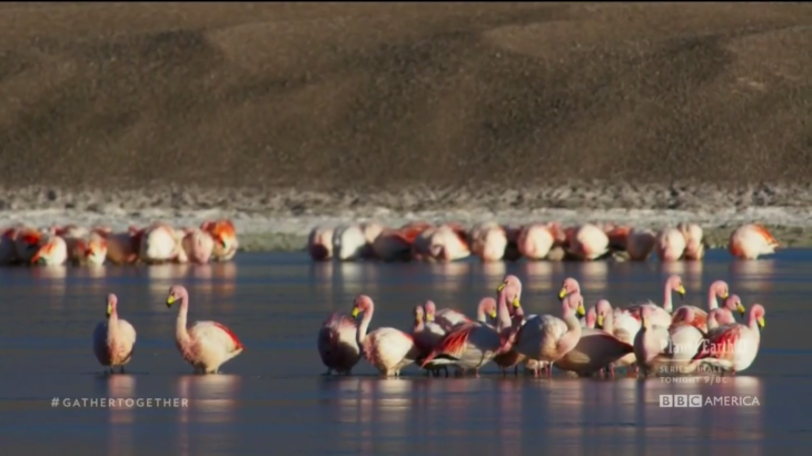 Planet Earth 2 Flamingoes Stuck in Ice.png